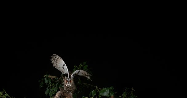 Länge eared owl — Stockvideo