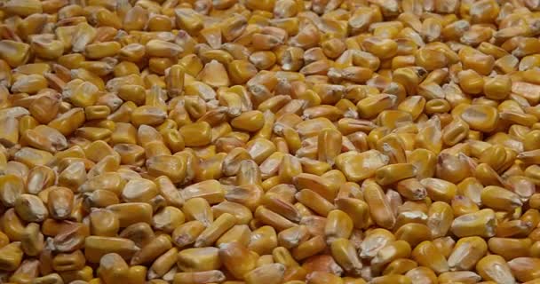 Milho, zea mays, câmera lenta 4K — Vídeo de Stock