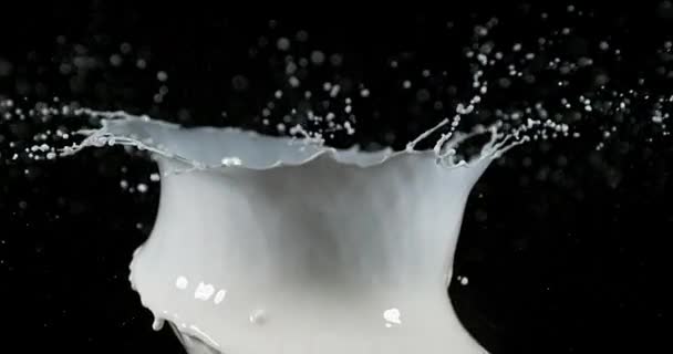 Lait explosif sur fond noir, ralenti 4K — Video