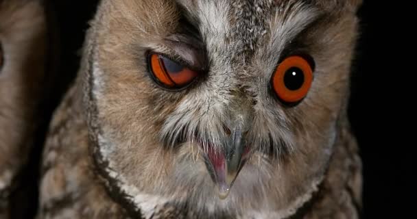 Långa Eared Owl, asio otus, porträtt av vuxen i Normandie i Frankrike, realtid 4k — Stockvideo