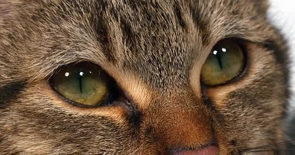 Gato doméstico Tabby marrón — Vídeos de Stock