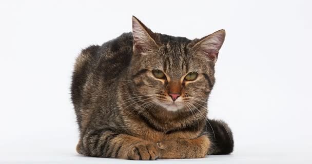 Brown Tabby Domestic Cat — Stock Video