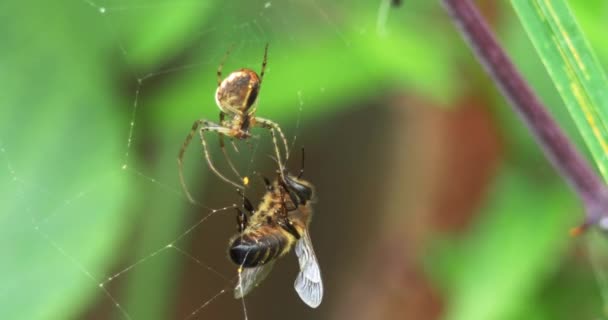 Ευρωπαϊκό μέλι μέλισσα, apis mellifera, ενήλικας παγιδευμένος σε το μετάξι του spider web, Νορμανδία, πραγματικό χρόνο 4k — Αρχείο Βίντεο