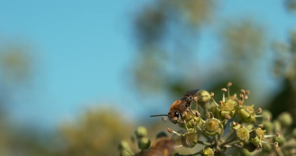 Abeja miel europea, apis mellifera, Adulto en vuelo sobre hiedra, hedera hélice, Normandía, cámara lenta 4K — Vídeos de Stock