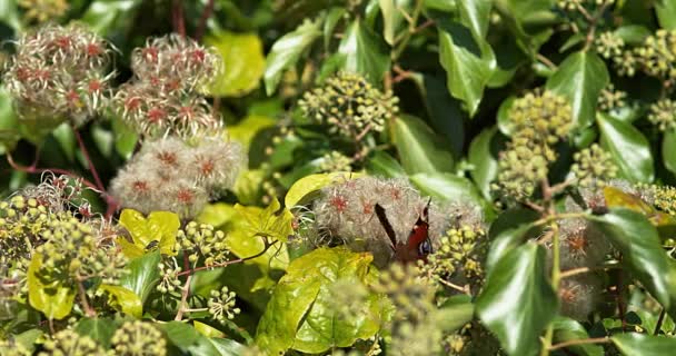 Peacock Butterfly, inachis io, Adulto en vuelo, Despegue, Normandía en Francia, cámara lenta 4K — Vídeos de Stock