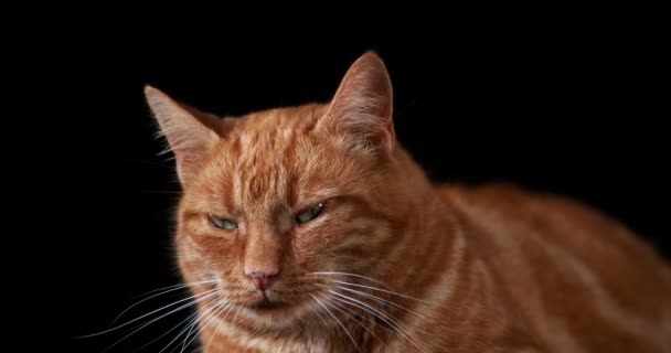 Červená kočka domácí mourovatá — Stock video