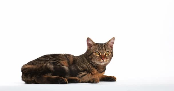 Hnědá kočka domácí mourovatá — Stock video