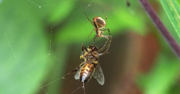 Abelha Mel Europeia, apis mellifera, Adulto preso na seda da teia de aranha, Normandia, real Time 4K — Vídeo de Stock