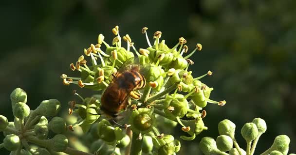 Europeiska honungsbiet, apis mellifera mellifera, vuxen samla pollen på Ivys blomma, hedera helix, Normandie, realtid 4k — Stockvideo