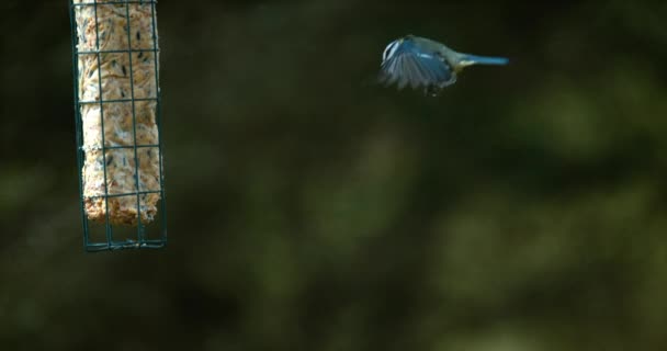 在飞行中的蓝山雀 — 图库视频影像