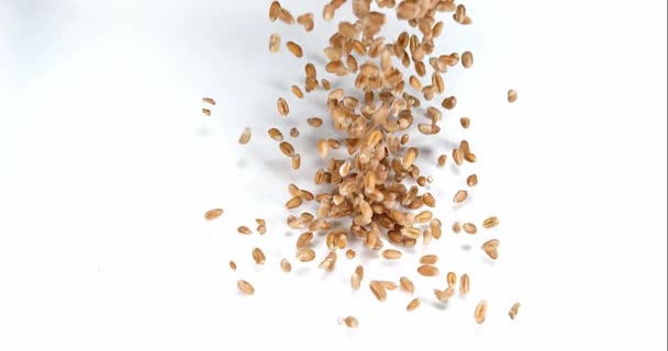 Buğday, beyaz arka planı, yavaş hareket 4 k düşen triticum sp. — Stok video