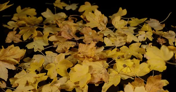 Folhas de outono caindo contra fundo preto, câmera lenta 4K — Vídeo de Stock