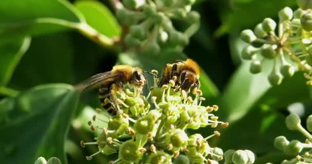 Europäische Honigbiene, Apis mellifera, Erwachsene, die Pollen auf der Blüte des Efeus sammeln, Hedera helix, Normandie, Echtzeit 4k — Stockvideo