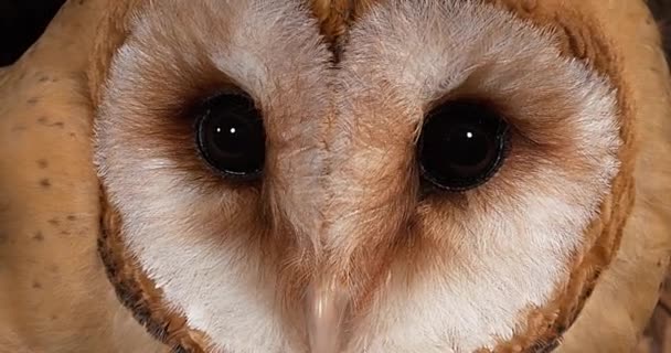 Barn Owl looking around — Stock Video