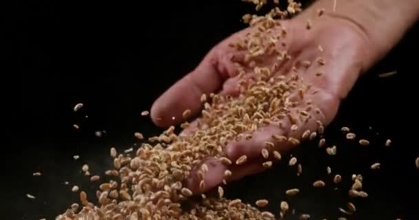 Пшеница, тритикум sp, падение на черный фон, медленное движение 4k — стоковое видео