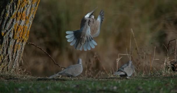 Коміром голуби стоїть на траві — стокове відео