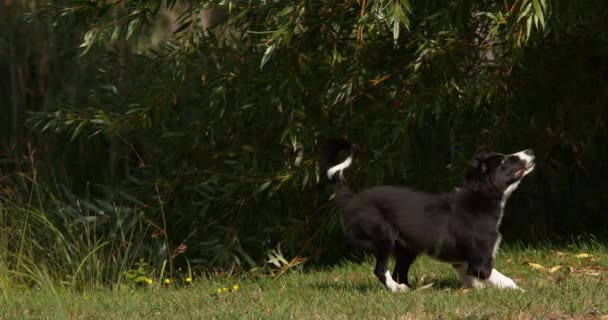 Border Collie hond, jonge man draait op gras, Normandië, Slow Motiion 4k — Stockvideo