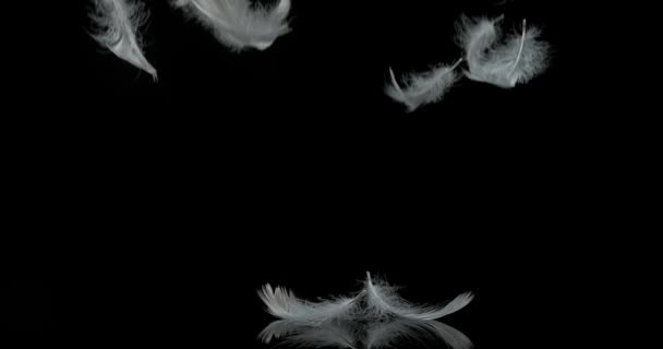 White Feathers objętych — Wideo stockowe