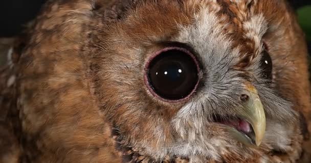 Eurasian Tawny Owl — Stock Video
