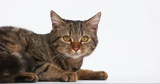 Brown Tabby Domestic Cat — Stock Video