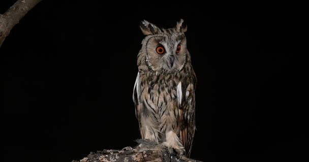 hosszú füles owl