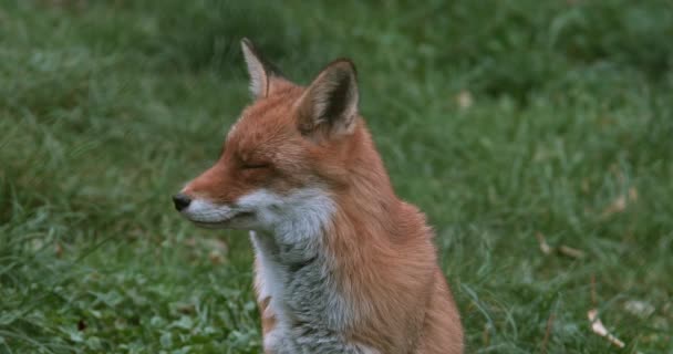 Liška obecná, vulpes vulpes, dospělý stojící na trávě, Normandie, reálném čase 4k — Stock video