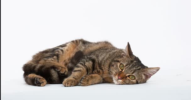 Tabby marrón gato doméstico descansando — Vídeo de stock