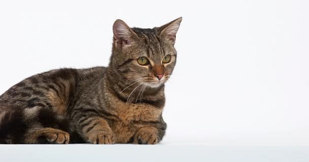 Brown Tabby Domestic Cat — Stock Video