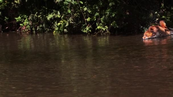 Liška obecná, vulpes vulpes, dospělý překročení řeky, Normandie, zpomalené — Stock video