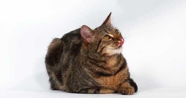 Gato doméstico lamiendo sus chuletas — Vídeos de Stock