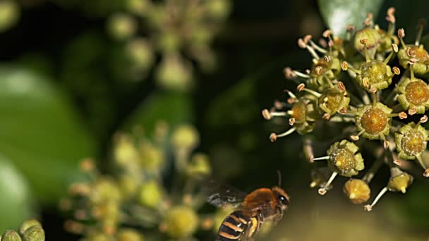 Europäische Honigbiene — Stockvideo