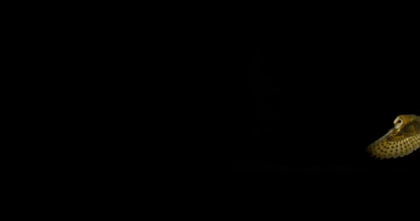 Кугар Живопис, номенклатурних Альба, дорослого в польоті, Нормандія, повільний рух 4 к — стокове відео