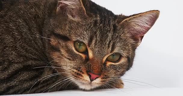 Brun Tabby inhemska katt — Stockvideo