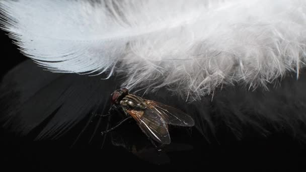 Fly and White Feather contra fundo preto, Normandia, câmera lenta — Vídeo de Stock