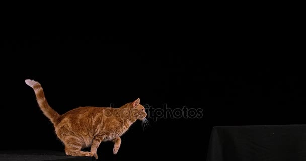 Red Tabby Domestic Cat — Stock Video