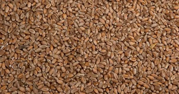 Пшеница, тритикум sp., медленное движение 4k — стоковое видео