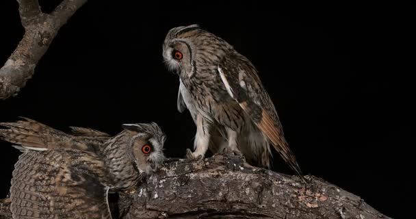 Long Eared Owls — Stock Video