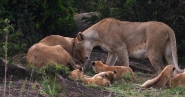 Afrika aslanı, savana ile yürüyüş erkek