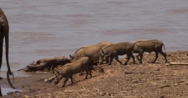 Warthogs, phacochoerus aethiopicus, Yetişkin ve Youngs Nehri, Kenya, gerçek zamanlı 4k Samburu Park yakınında