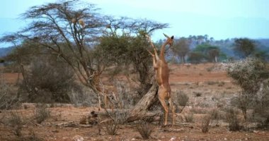 Gerenuk veya Waller'ın ceylan, litocranius walleri, Hind ayakları, yeme Acacias'ın kadın ayakta bırakır, Kenya, gerçek zamanlı 4k Samburu Park