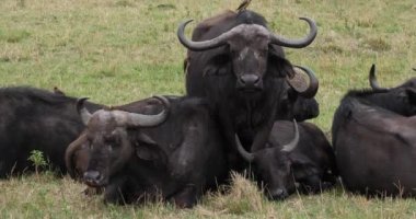 Afrika Buffalos, syncerus caffer, dinlenme, Masai Mara Park Kenya, gerçek zamanlı 4 k grup