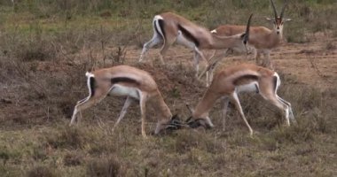 Grant'ın ceylan, gazella granti, dövüş, Nairobi Park Kenya, gerçek zamanlı 4 k erkek