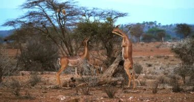 Gerenuk veya Waller'ın ceylan, litocranius walleri, Hind ayakları, yeme Acacias'ın kadın ayakta bırakır, Kenya, gerçek zamanlı 4k Samburu Park