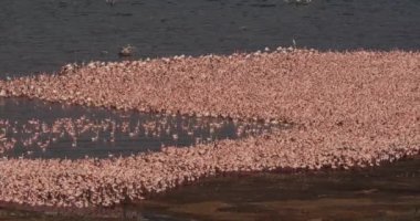Küçük flamingolar, phoenicopterus minor, Kenya, gerçek zamanlı 4k Bogoria Gölündeki koloni