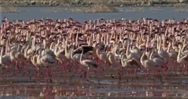 Küçük flamingolar, phoenicopterus minor, Kenya, gerçek zamanlı 4k Bogoria Gölündeki koloni