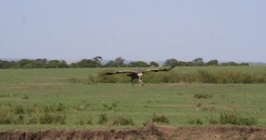 Afrikalı beyaz akbabalar, yedeklenen gyps africanus, Ruppell'ın akbabalar, gyps rueppelli, karkas, Masai Mara Park Kenya, gerçek zamanlı 4 k görüntüleri üzerinde yemek grubu