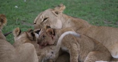 Afrika aslanı, savana ile yürüyüş erkek