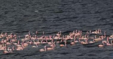 Küçük flamingolar, phoenicopterus minor, Kenya, gerçek zamanlı 4k Bogoria Gölündeki koloni