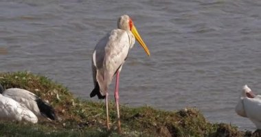 Sarı gagalı leylek, (mycteria ibis), gölet, Masai Mara Parc Kenya, gerçek zamanlı yakınındaki 4 k ayakta Yetişkin