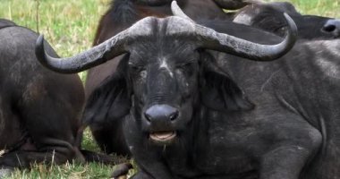 Afrika Buffalos, syncerus caffer, Ruminates yetişkin, Masai Mara Park Kenya, gerçek zamanlı 4k